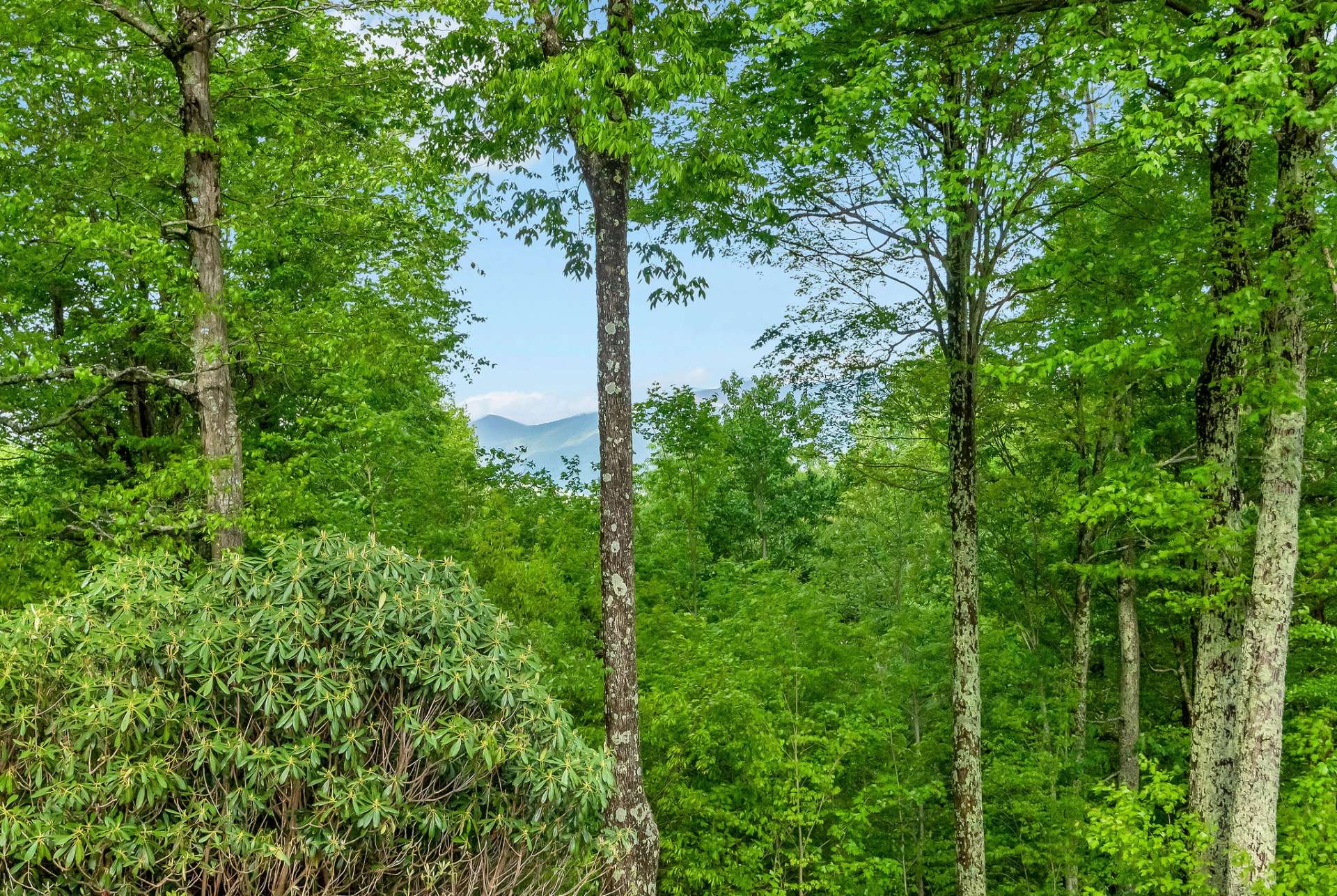 Just off your back porch nature has framed Three-Top mountain for your enjoyment.